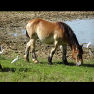Kuhreiher begleiten nicht nur Kühe